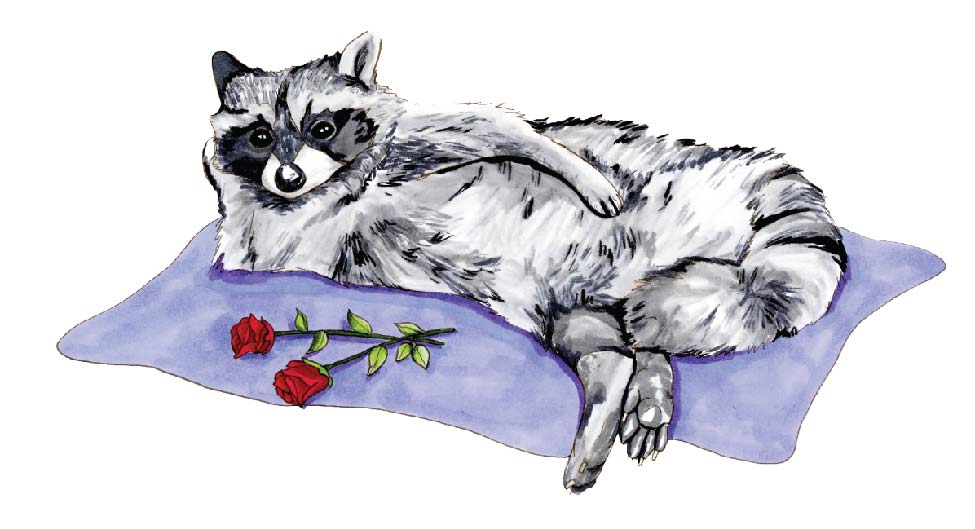 Sexy Raccoon Waterproof Vinyl Sticker