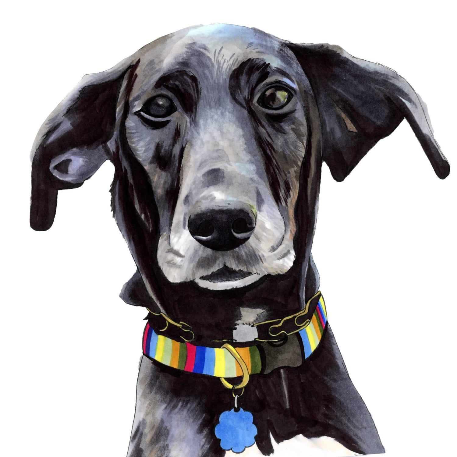 Pet Portraits
