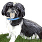 Custom Pet Portrait